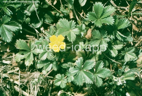 cinquefoil, Canada